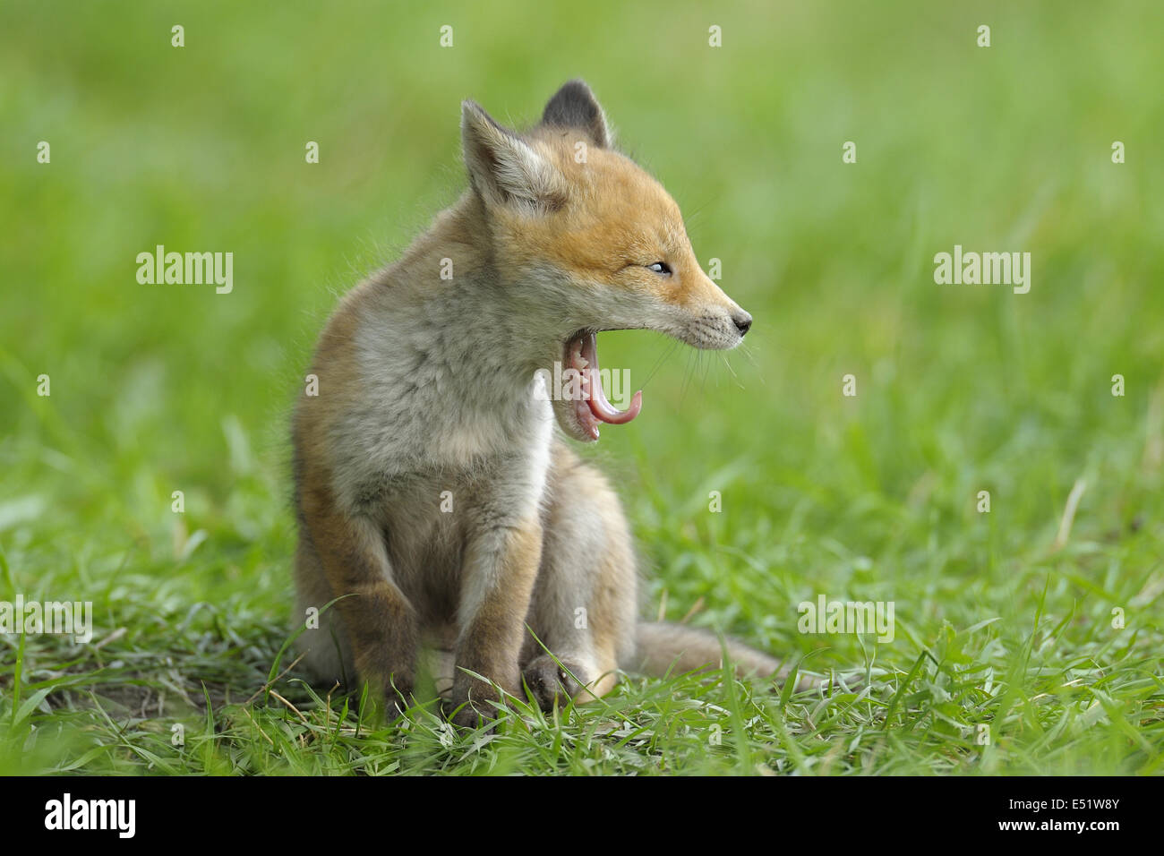 Les jeunes Red Fox, Allemagne Banque D'Images