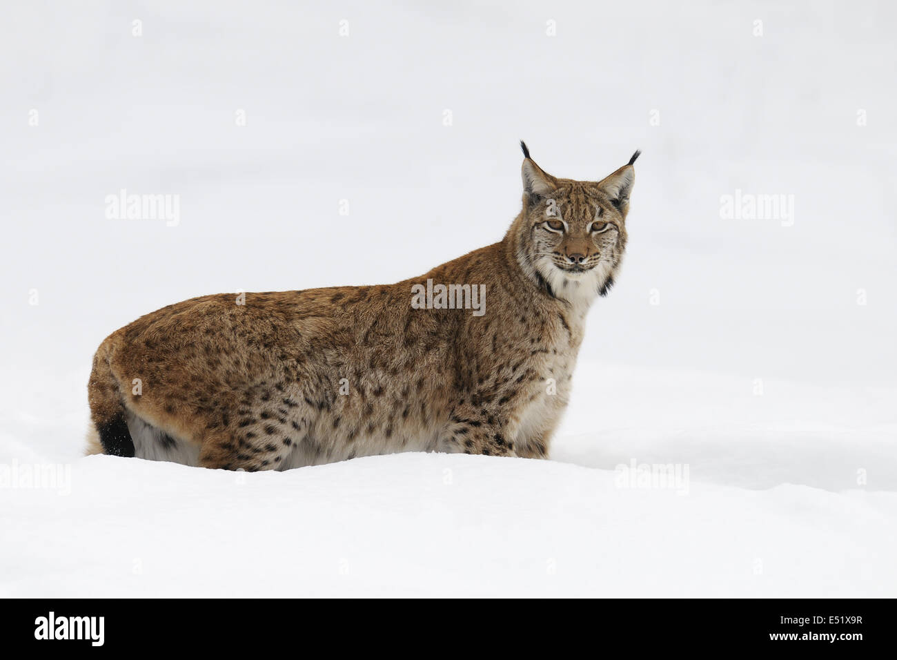 Lynx, Allemagne Banque D'Images