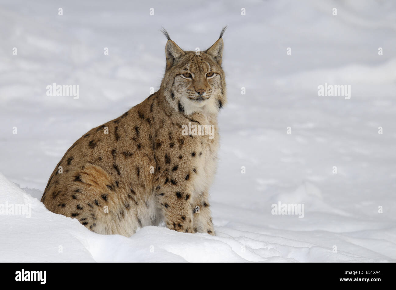 Lynx, Allemagne Banque D'Images