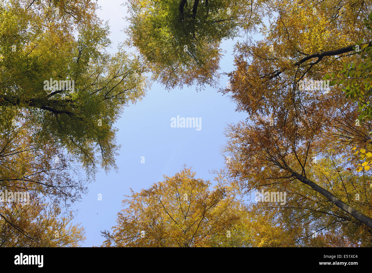 Forêt de hêtres en automne, Allemagne Banque D'Images