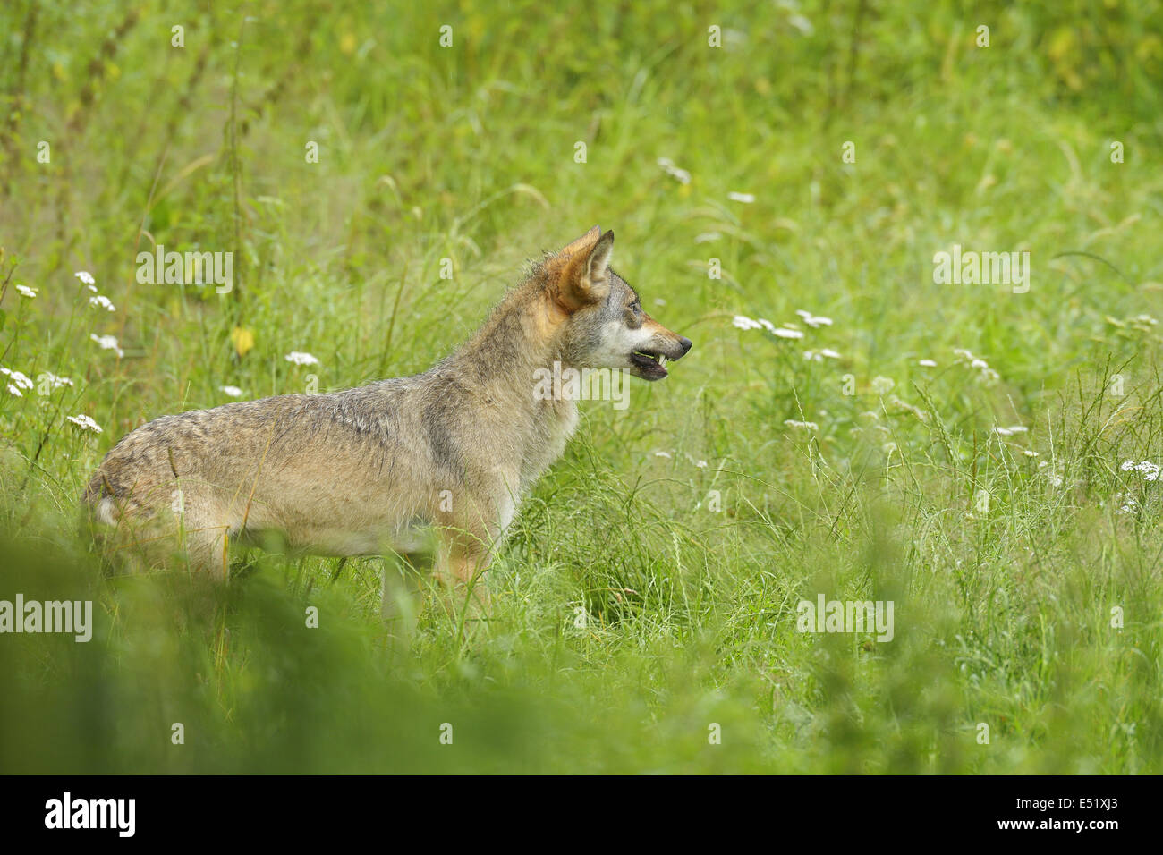 Loup, Canis lupus européenne Banque D'Images