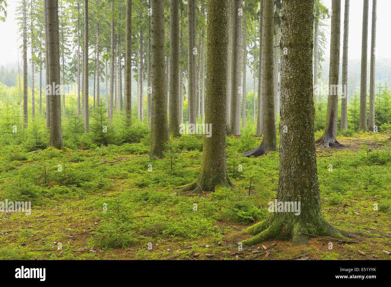 La forêt d'épinettes, Allemagne Banque D'Images