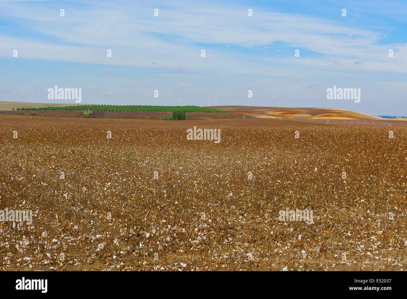 Coton Banque D'Images