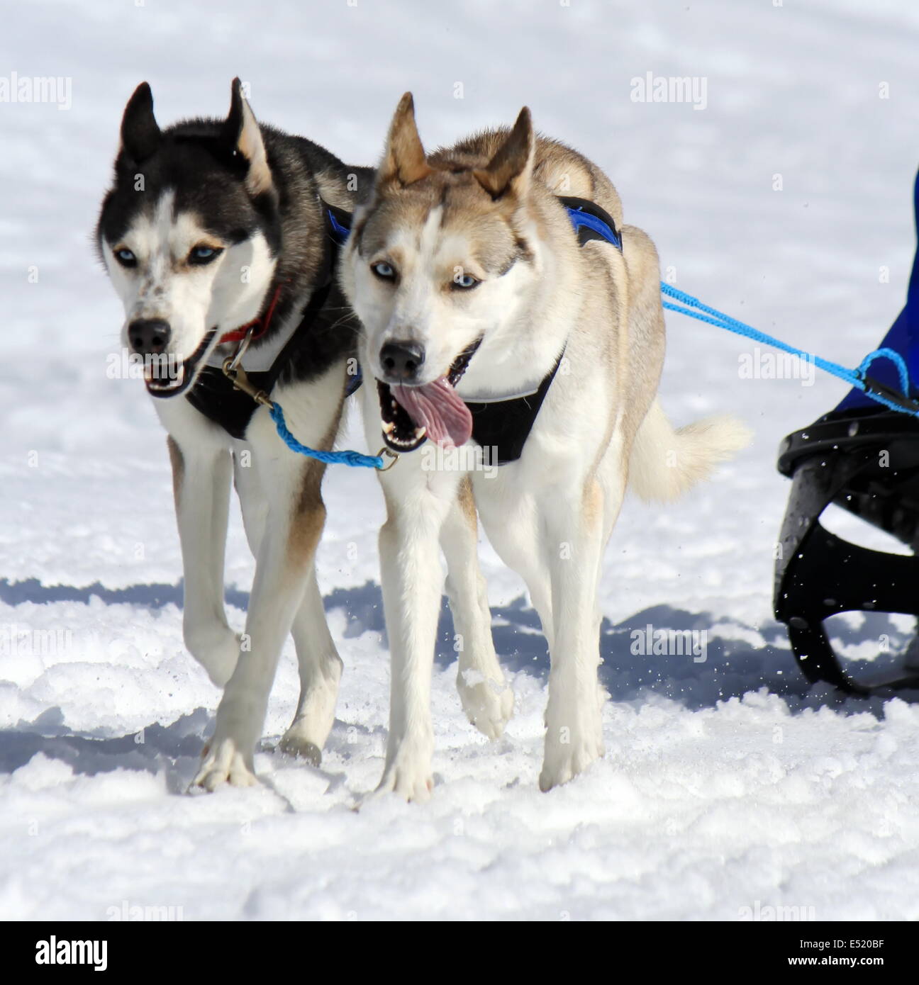 Une équipe de chiens de traîneau husky au travail Banque D'Images