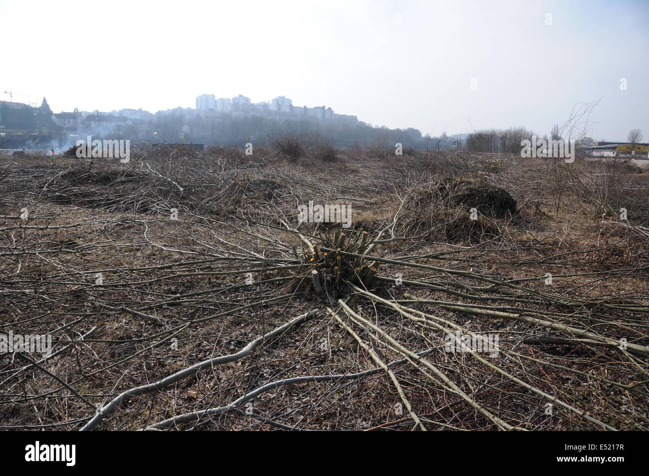 L'abattage d'arbres sur terrain Banque D'Images