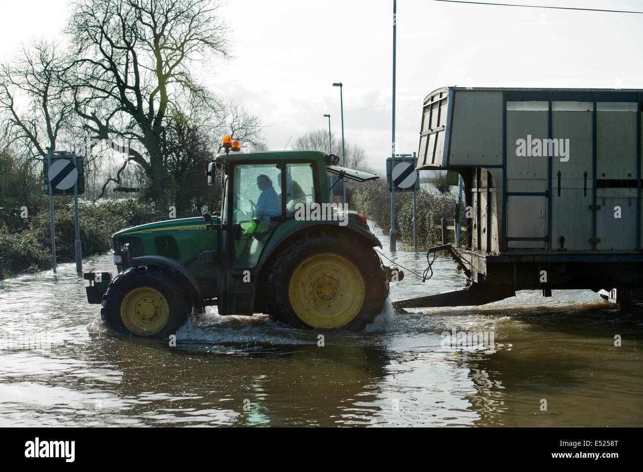 Un tracteur tractant le bétail en passant par l'eau de l'inondation près de Burrowbridge sur Somerset Levels 2014 Banque D'Images
