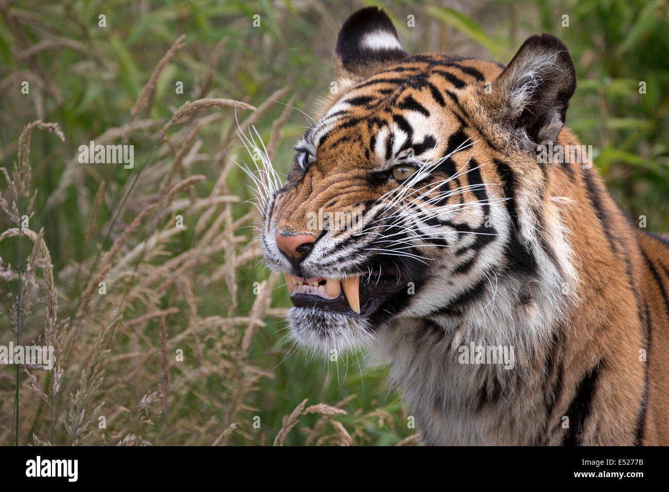 Tigre de Sumatra Banque D'Images