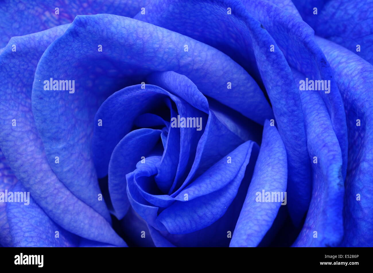 Close up de pétales de rose bleu Banque D'Images