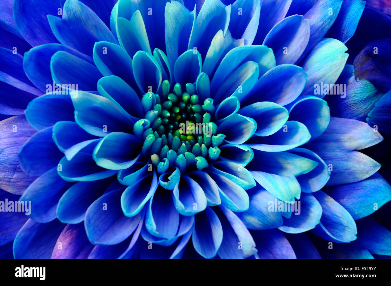 Close up of blue aster fleurs détails de background Banque D'Images