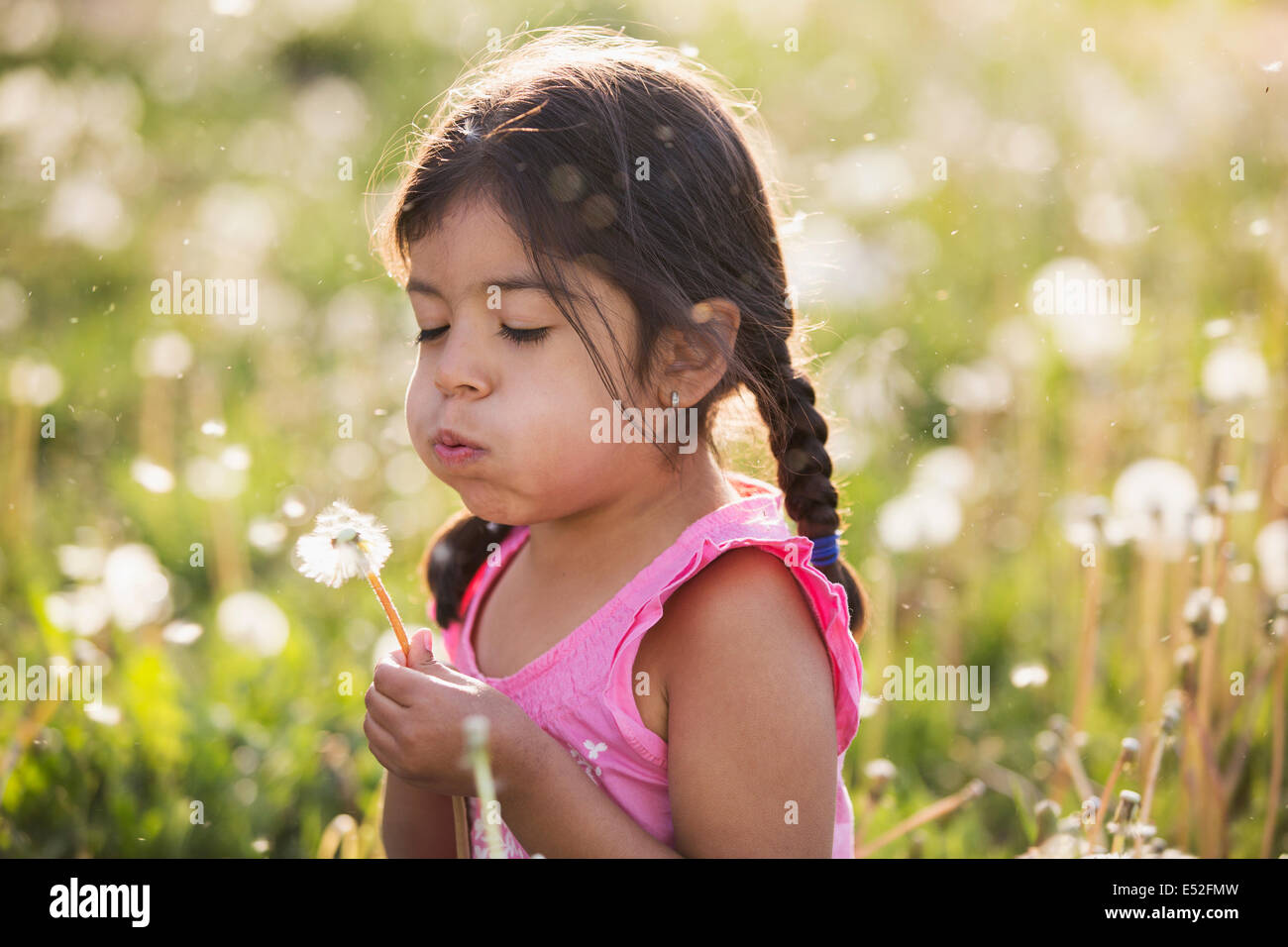 Un jeune enfant dans un champ de fleurs, soufflant le fluffy seeds off un pissenlit seedhead réveil. Banque D'Images