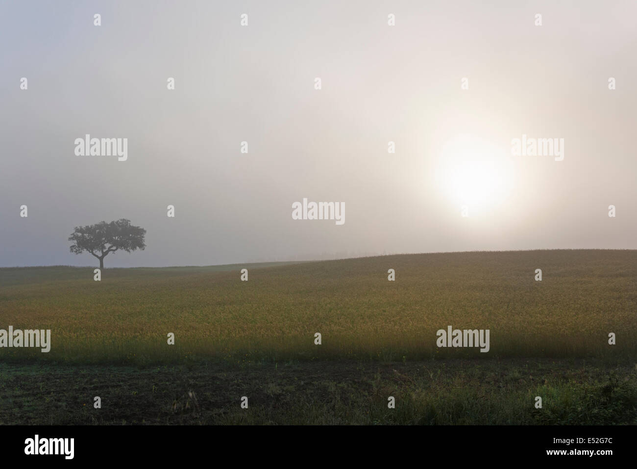 Un seul arbre à l'horizon, dans un misty. Banque D'Images