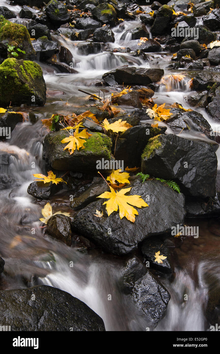 Automne feuilles d'érable sur les rochers lisses à la famine Creek Falls dans la gorge du Columbia. Banque D'Images