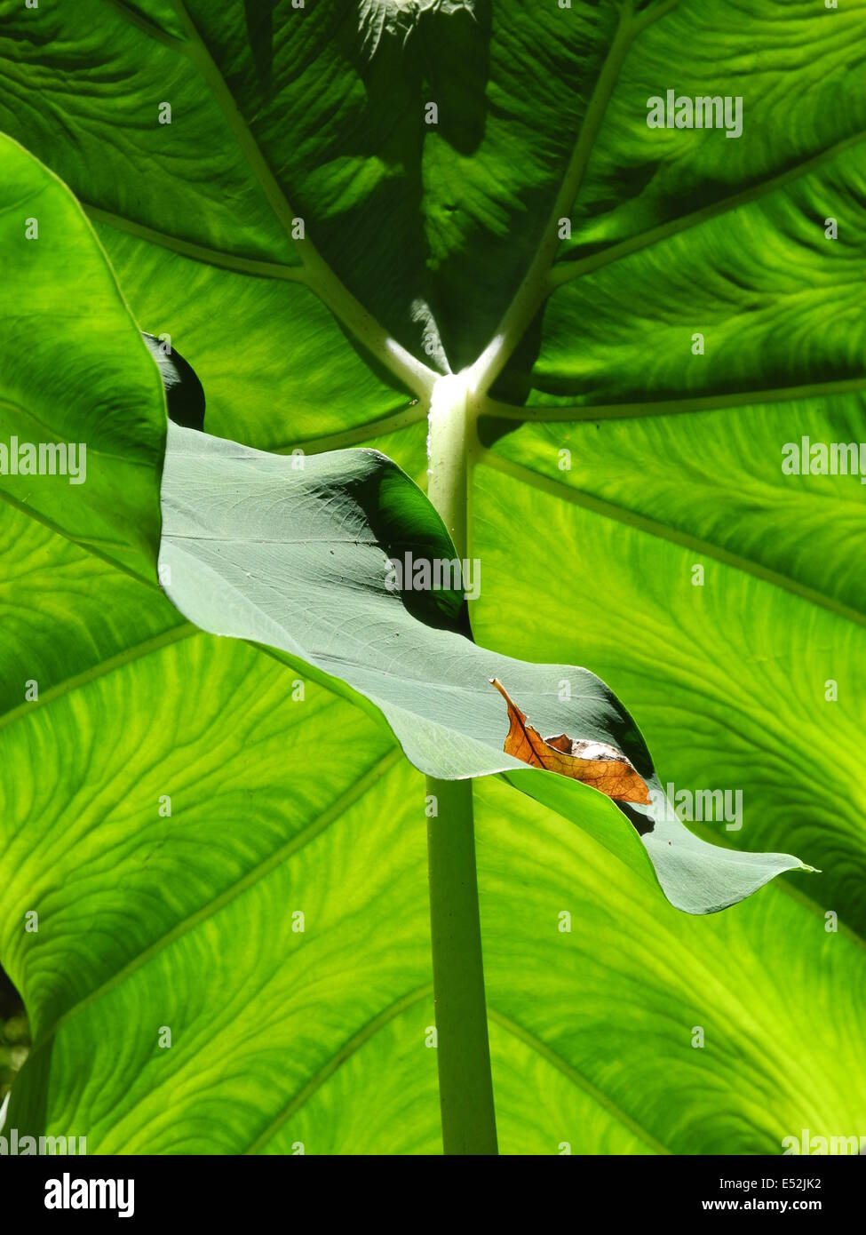 Amazing belles feuilles vertes dans la lumière du soleil dans les jardins La Mortella sur Ischia Banque D'Images