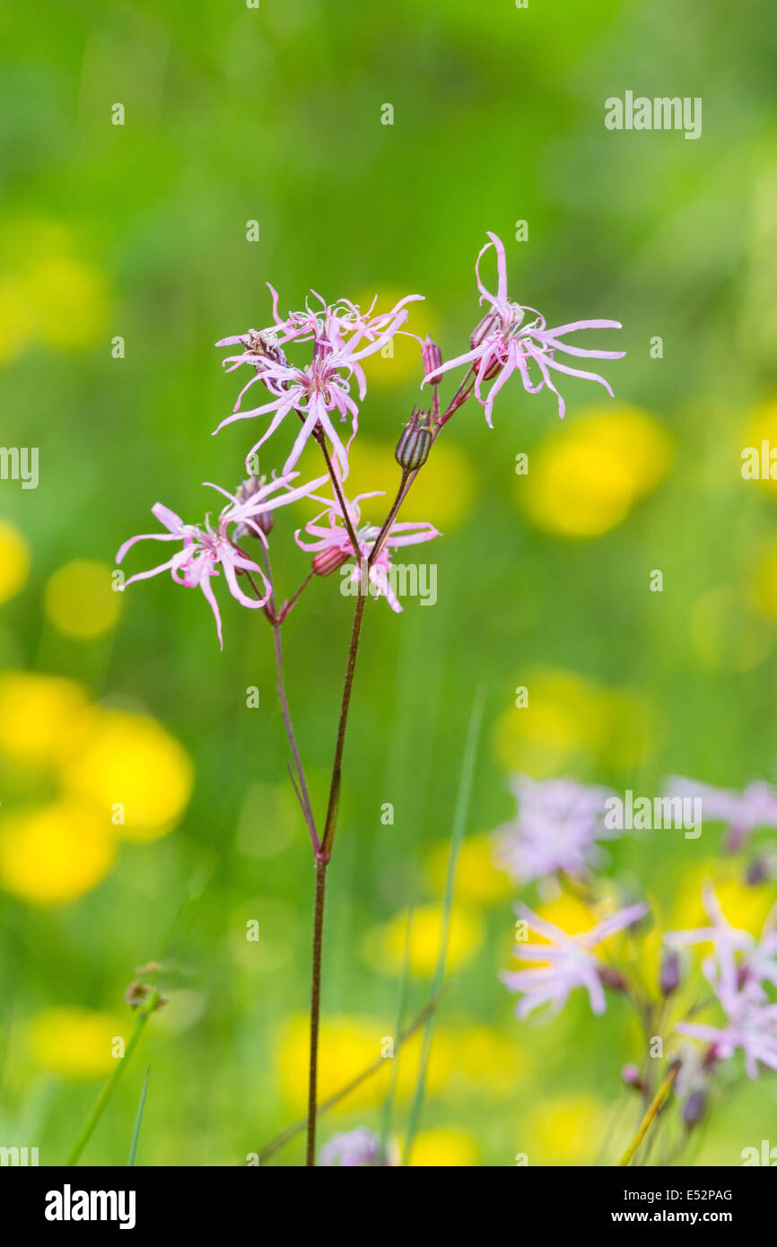 Ragged Robin Lychnis flos cuculi floraison dans les pâturages humides UK Somerset Banque D'Images