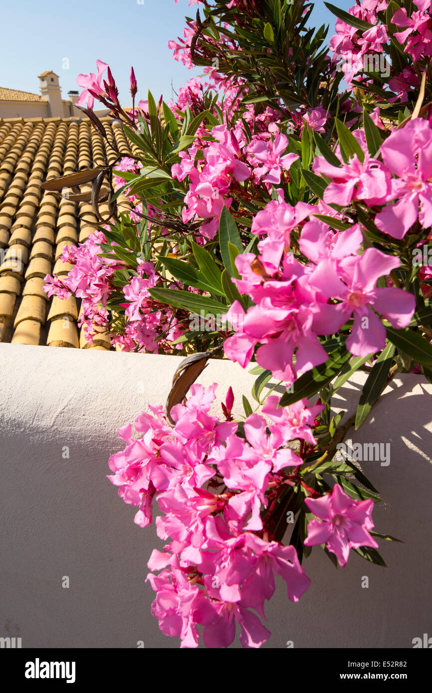 Un arbuste rose à fleurs à Sivota, Grèce. Banque D'Images