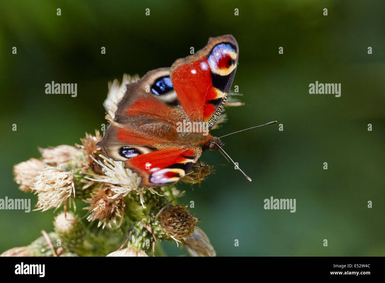 Peacock butterfly se nourrissant de fleurs de chardon. Bookham commun, Surrey, Angleterre. Banque D'Images