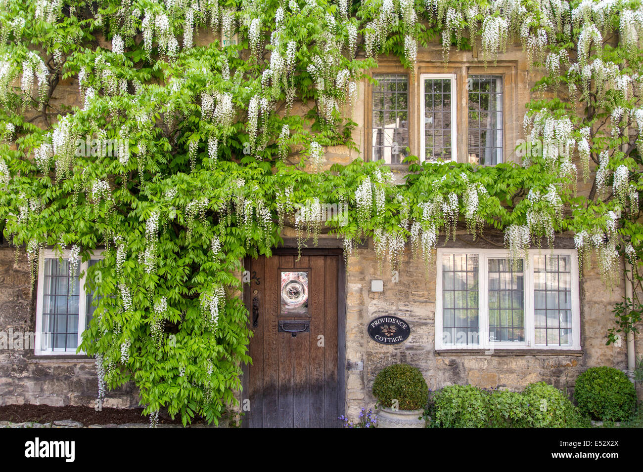 Glycine blanche sur un cotswold Cottage, Gloucestershire, England, UK Banque D'Images