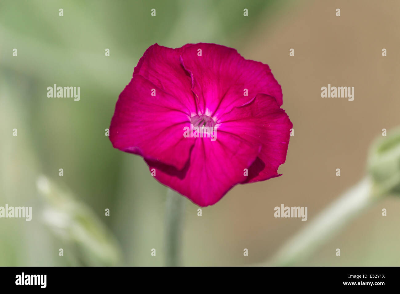 Macro d'une petite fleur pourpre en pleine floraison sur une journée ensoleillée Banque D'Images