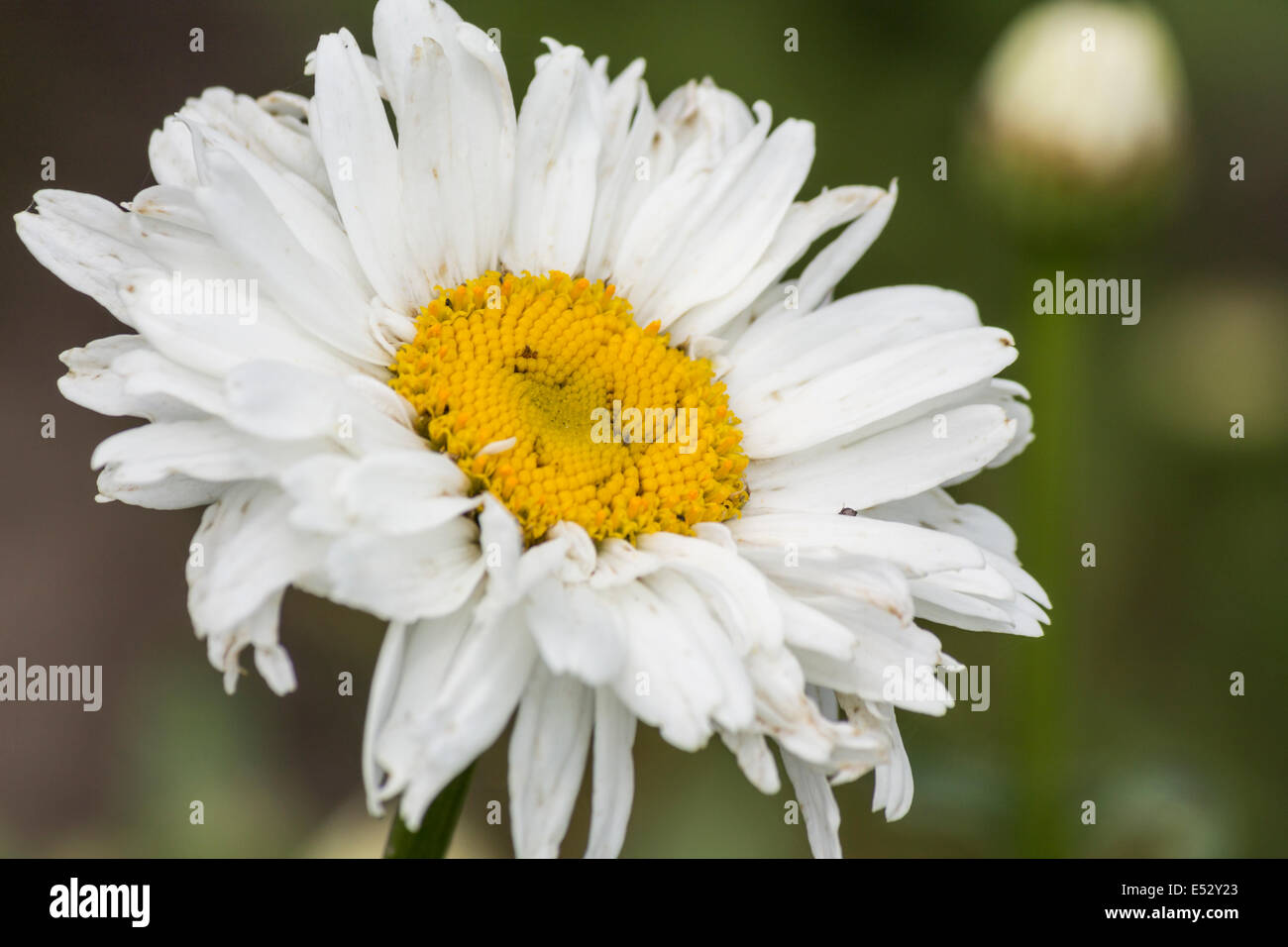 Macro d'une fleur blanche avec un centre jaune en pleine floraison sur une journée ensoleillée Banque D'Images