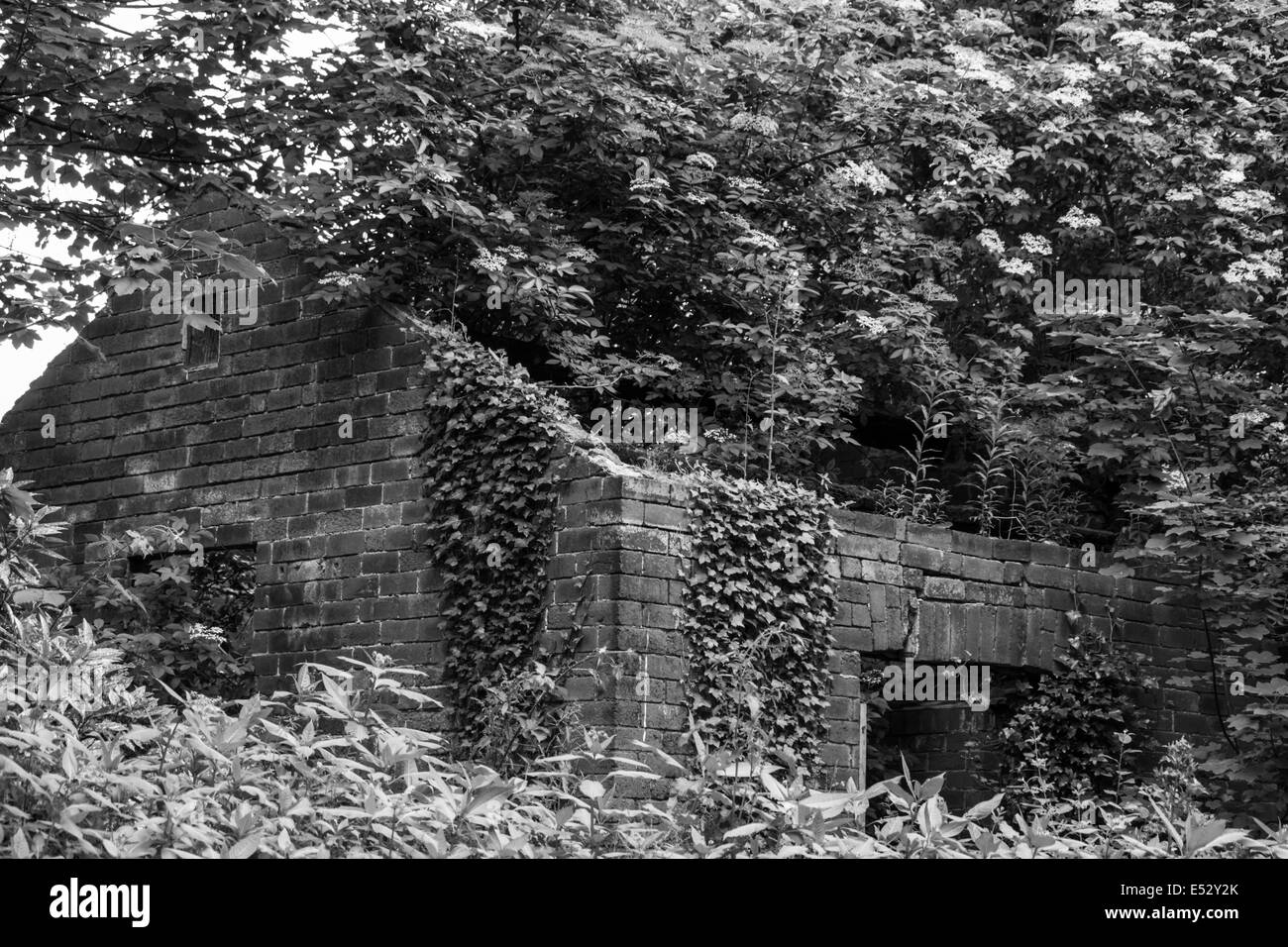 Une maison abandonnée avec des arbres et des plantes qui poussent à travers elle en noir et blanc Banque D'Images