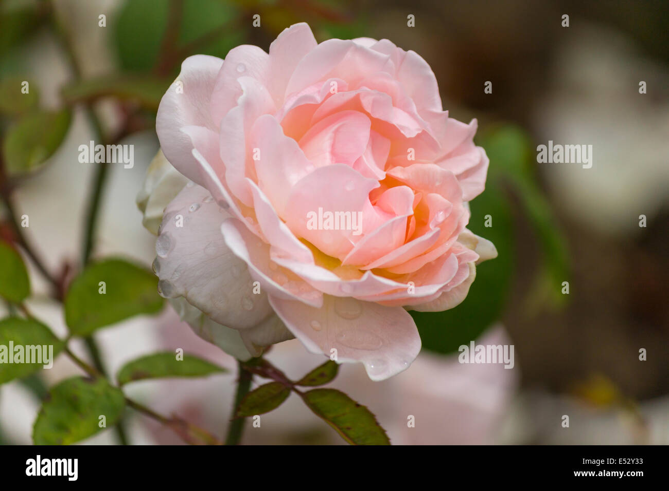 Rose rose avec des gouttes d'eau sur une journée ensoleillée Banque D'Images