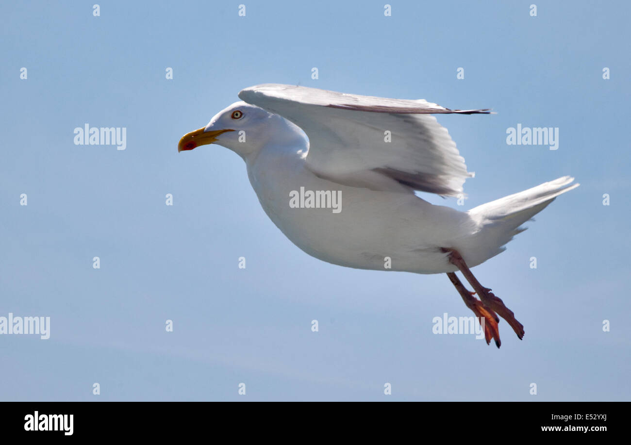 European Herring Gull (Larus argentatus) battant overf la Manche entre Douvres et Calais Banque D'Images