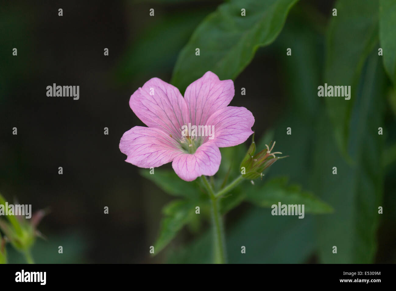 Macro d'une petite fleur pourpre sur une journée ensoleillée Banque D'Images