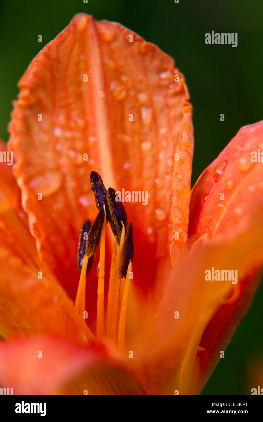 Hémérocalle orange avec des gouttes de pluie Banque D'Images