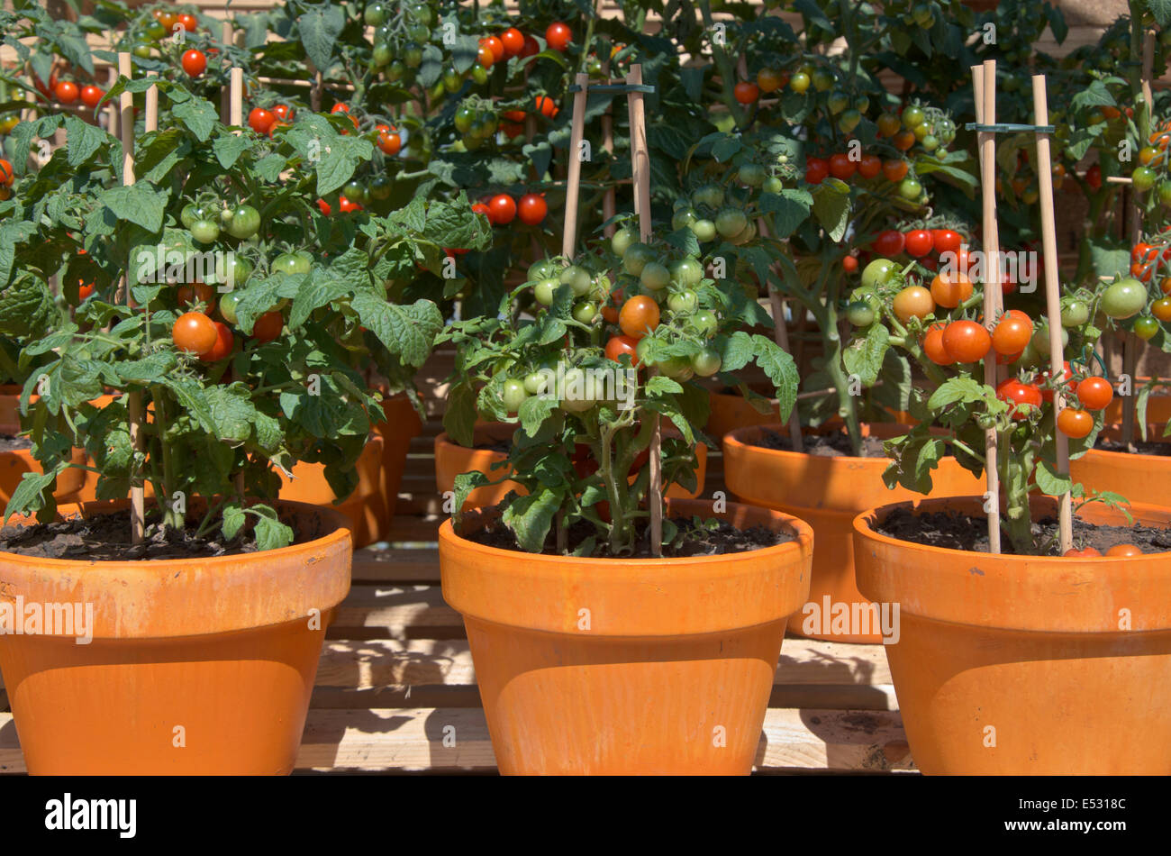 Les plants de tomates sur la vision du monde au jardin RHS Hampton Court Palace Flower Show 2014 Banque D'Images