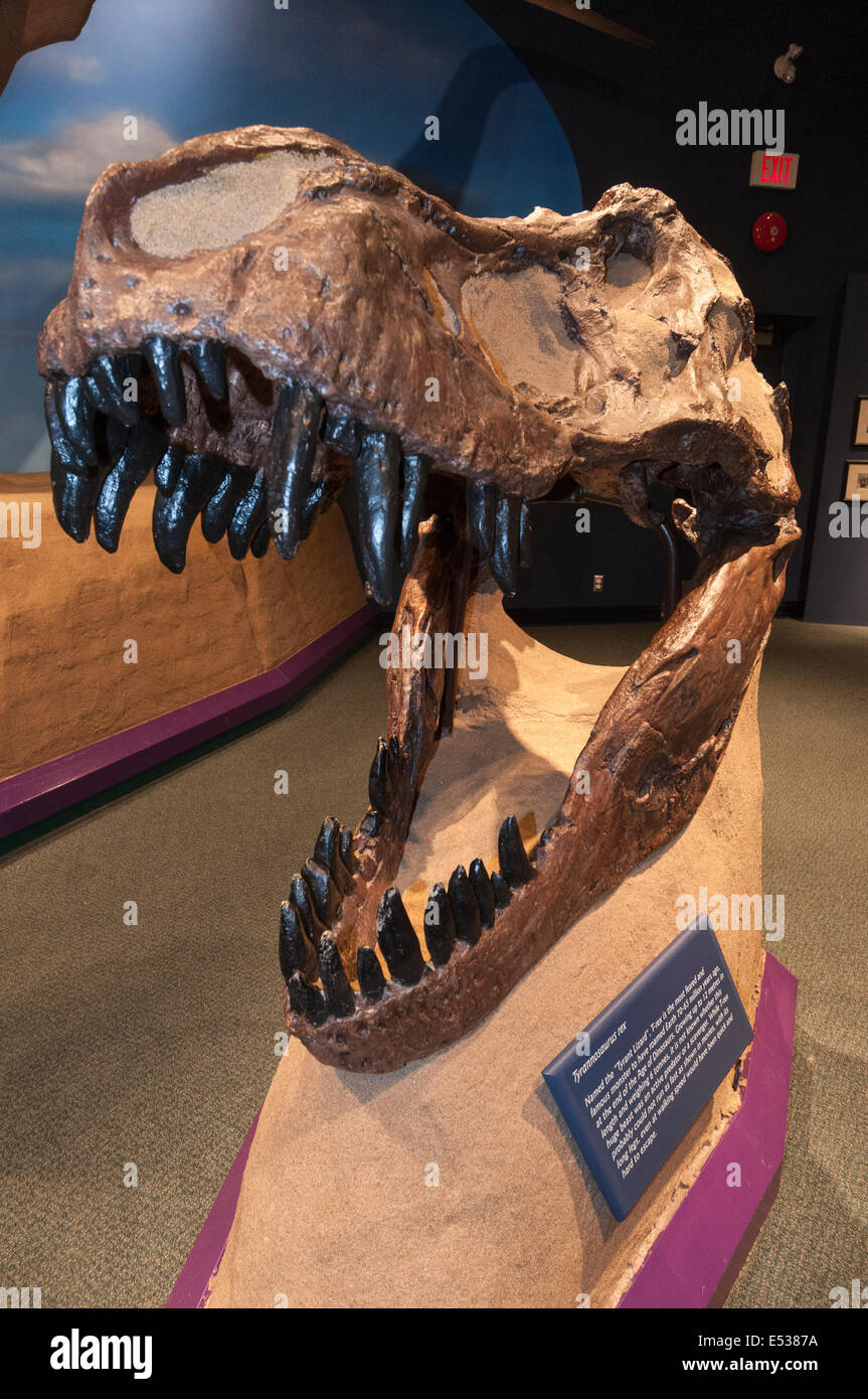 Elk203-3332v Canada, British Columbia, Prince George, Exploration Place, exposition de dinosaures Banque D'Images