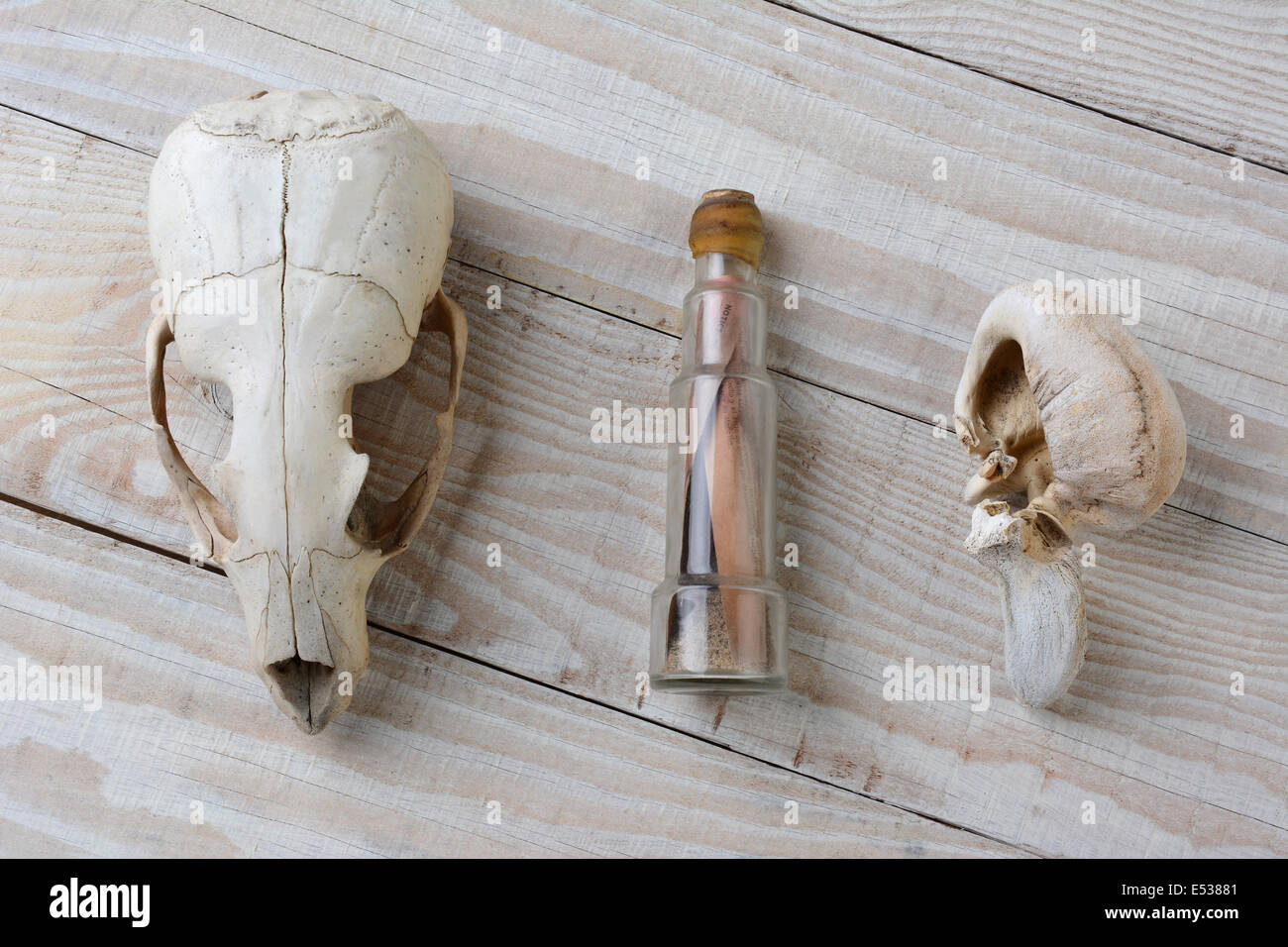 Objets trouvés lors de la plage dans une région éloignée. Un crâne de lions de mer, une baleine Os de l'oreille interne et d'une note dans une bouteille. Les éléments sont Banque D'Images