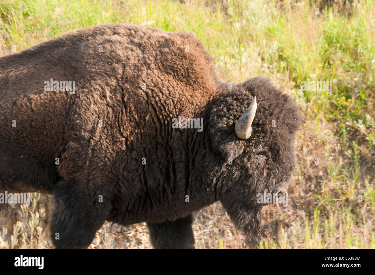 Elk203-3380 Le Canada, la Colombie-Britannique, le bison d'Amérique Banque D'Images