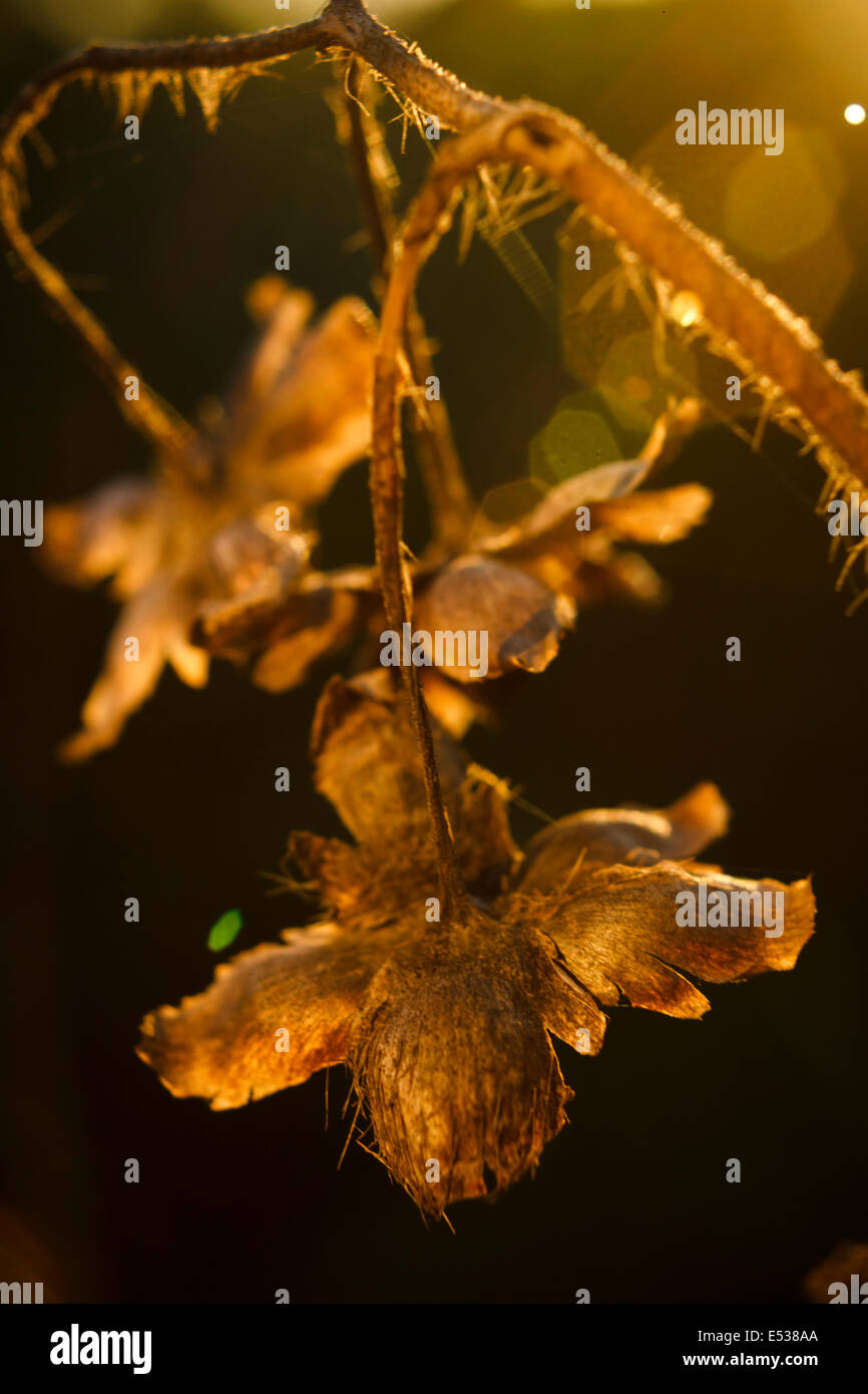 Les sépales des fleurs sauvages Sèches Banque D'Images