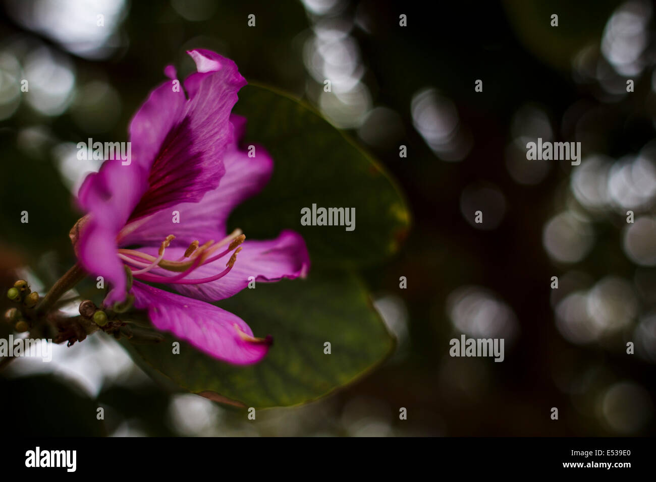 Bauhinia variegata purple Banque D'Images