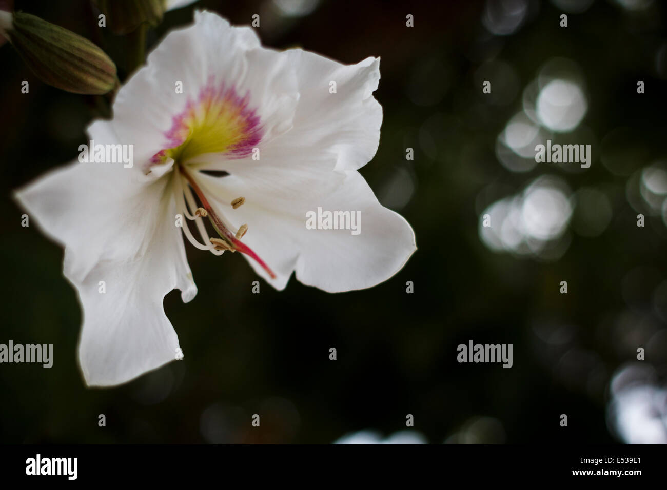 Bauhinia variegata Banque D'Images