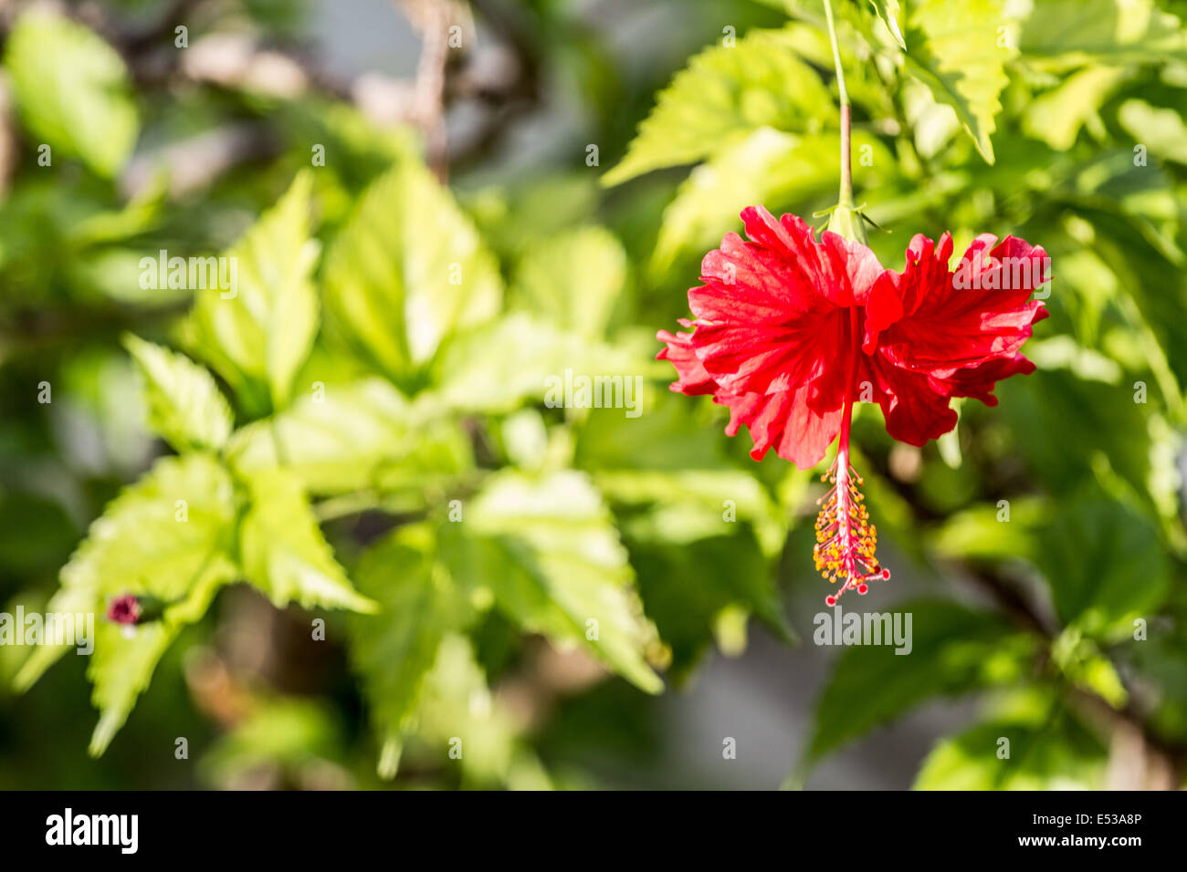 Floraison de fleurs d'Hibiscus Tropical Banque D'Images