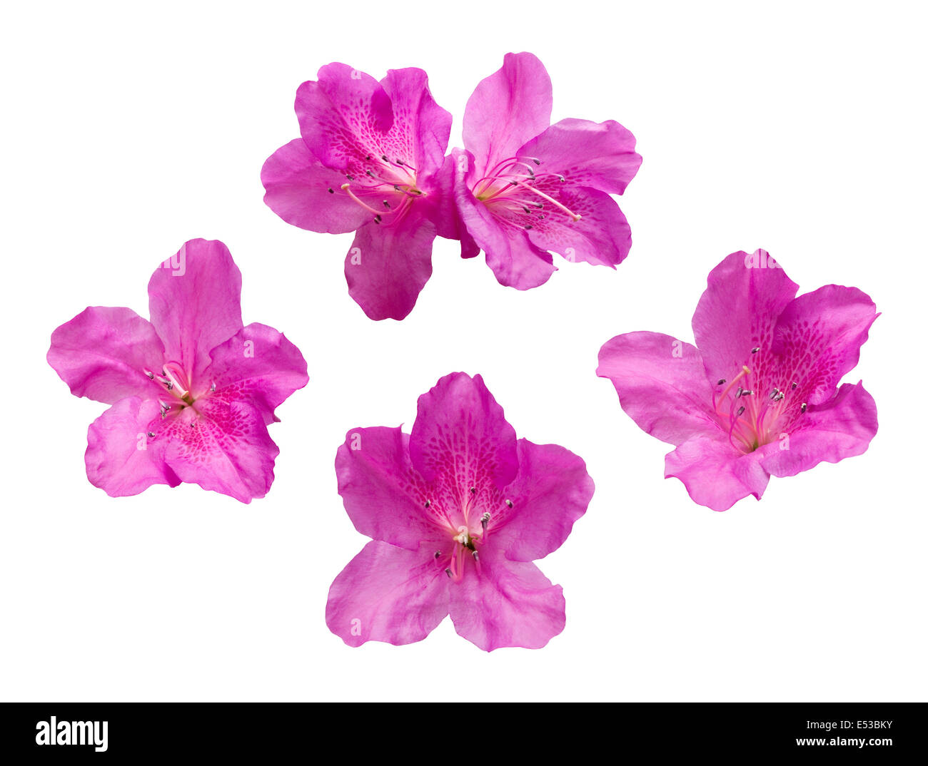 Azalea flower isolated on white background Banque D'Images Azalea flower isolated on white background Banque D'Images