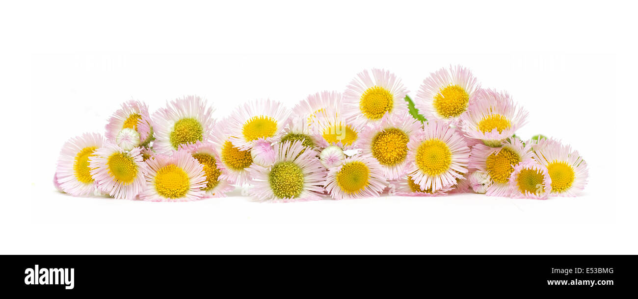 Daisy flower isolated on white background Banque D'Images