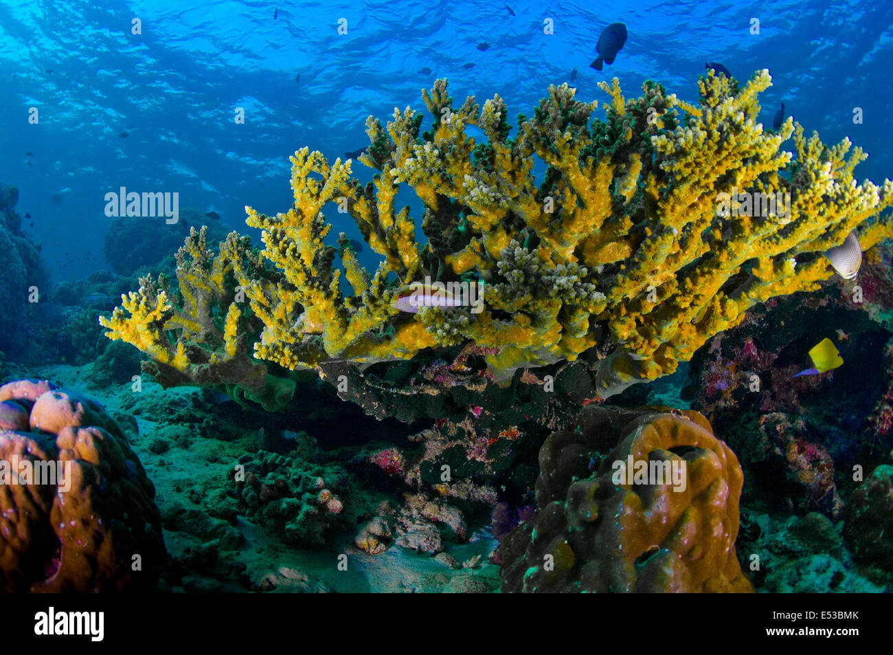 Staghorn coral, Sipadan, Malaisie Banque D'Images