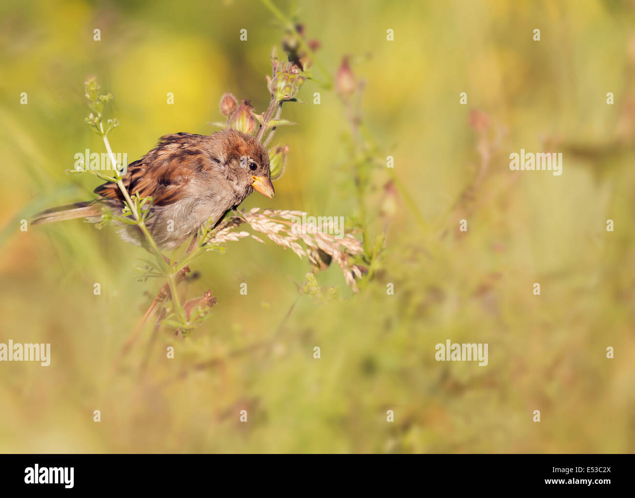 Femelle Moineau domestique (Passer domesticus) perché Banque D'Images