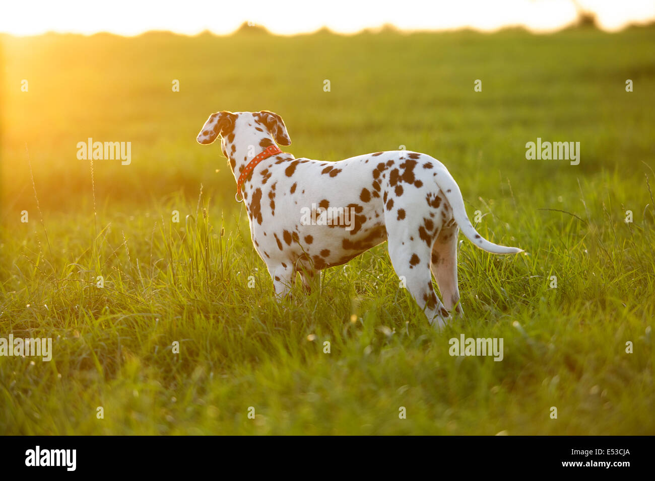 Un chien Dalmatien regarde vers le soleil couchant.. Banque D'Images
