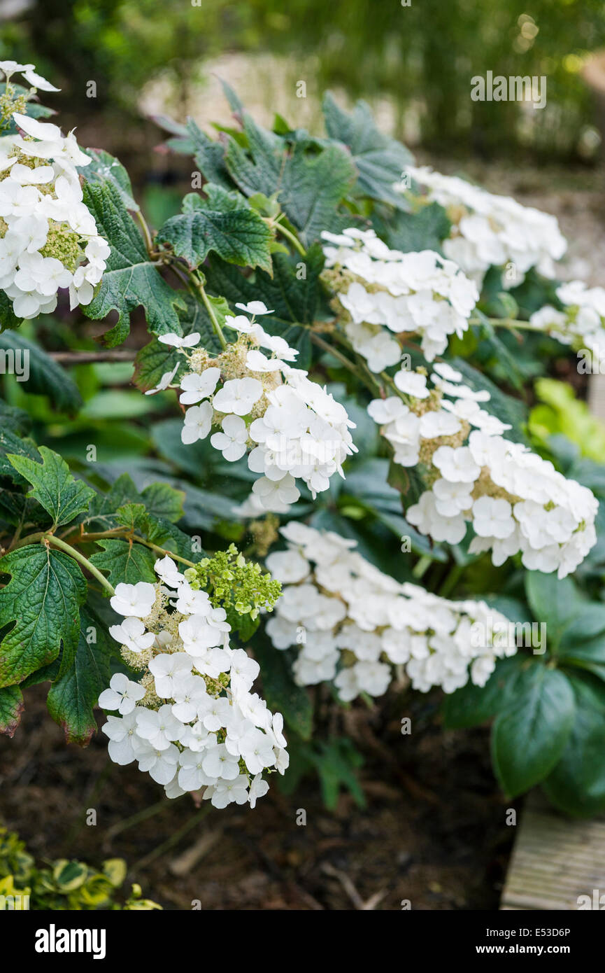 L'Hydrangea quercifolia Snow Queen, fleur blanche. Banque D'Images