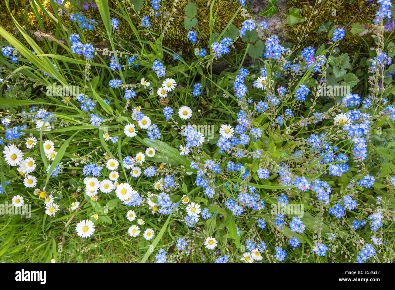 Forget-me-not et marguerites poussant dans un jardin boarder, England, UK Banque D'Images