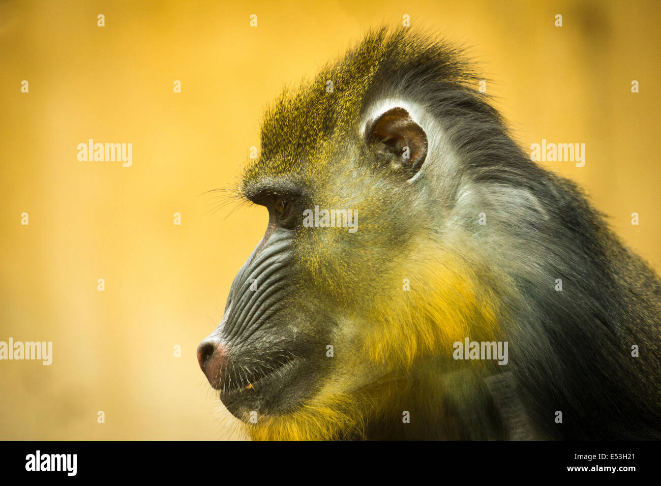 Profil de singe Primate Mandrill Banque D'Images