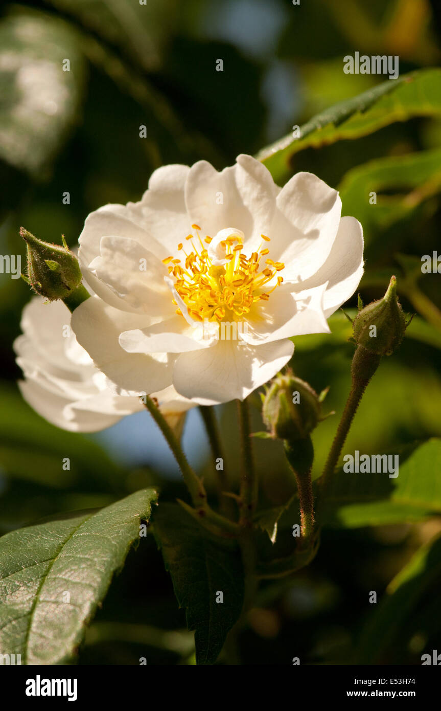 Rambling Rector fleur rose Banque D'Images