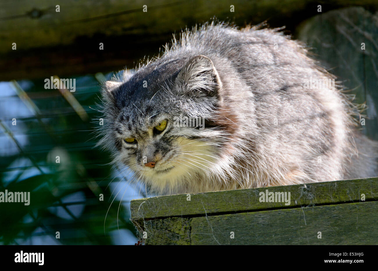 Le chat de Pallas (Otocolobus manul ) Captive (Wildlife Heritage Foundation, North Harrow, Kent) Banque D'Images