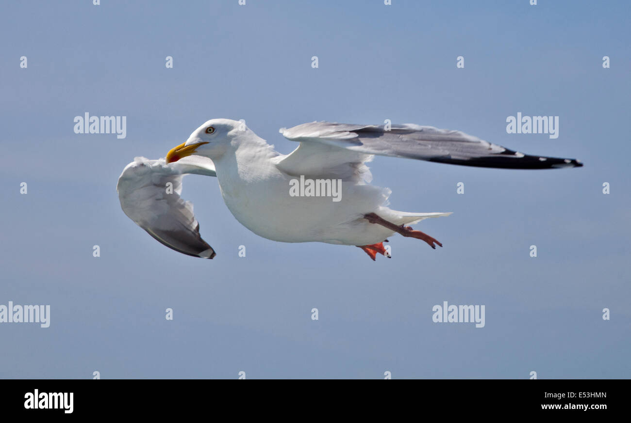 European Herring Gull (Larus argentatus) battant overf la Manche entre Douvres et Calais Banque D'Images