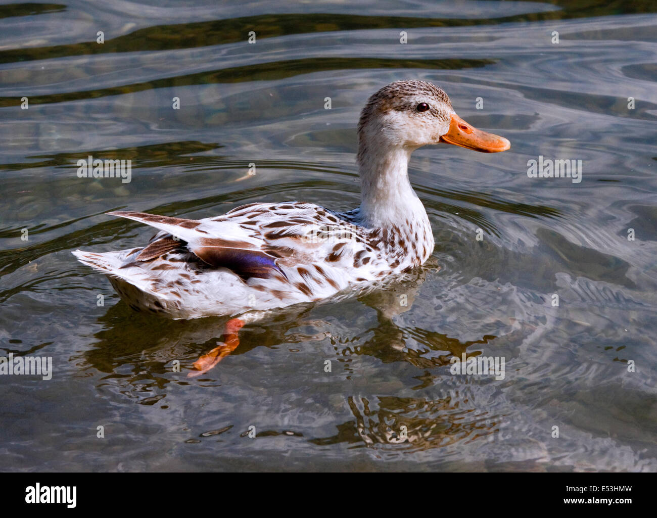 Albino Canard colvert (Anas platyrhynchos), le lac d'Idro, Italie du Nord Banque D'Images