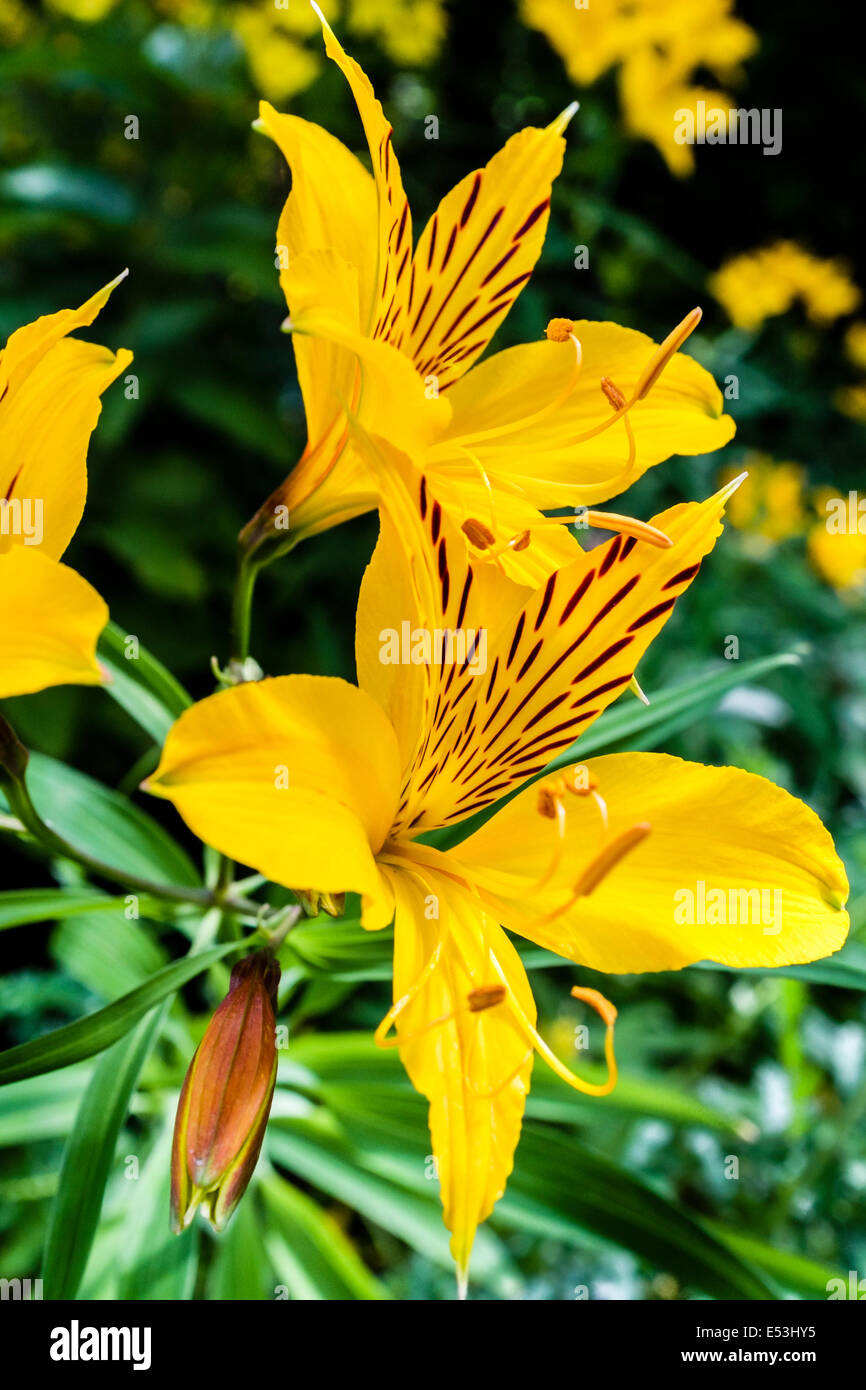 Le lis tigré jaune Banque D'Images