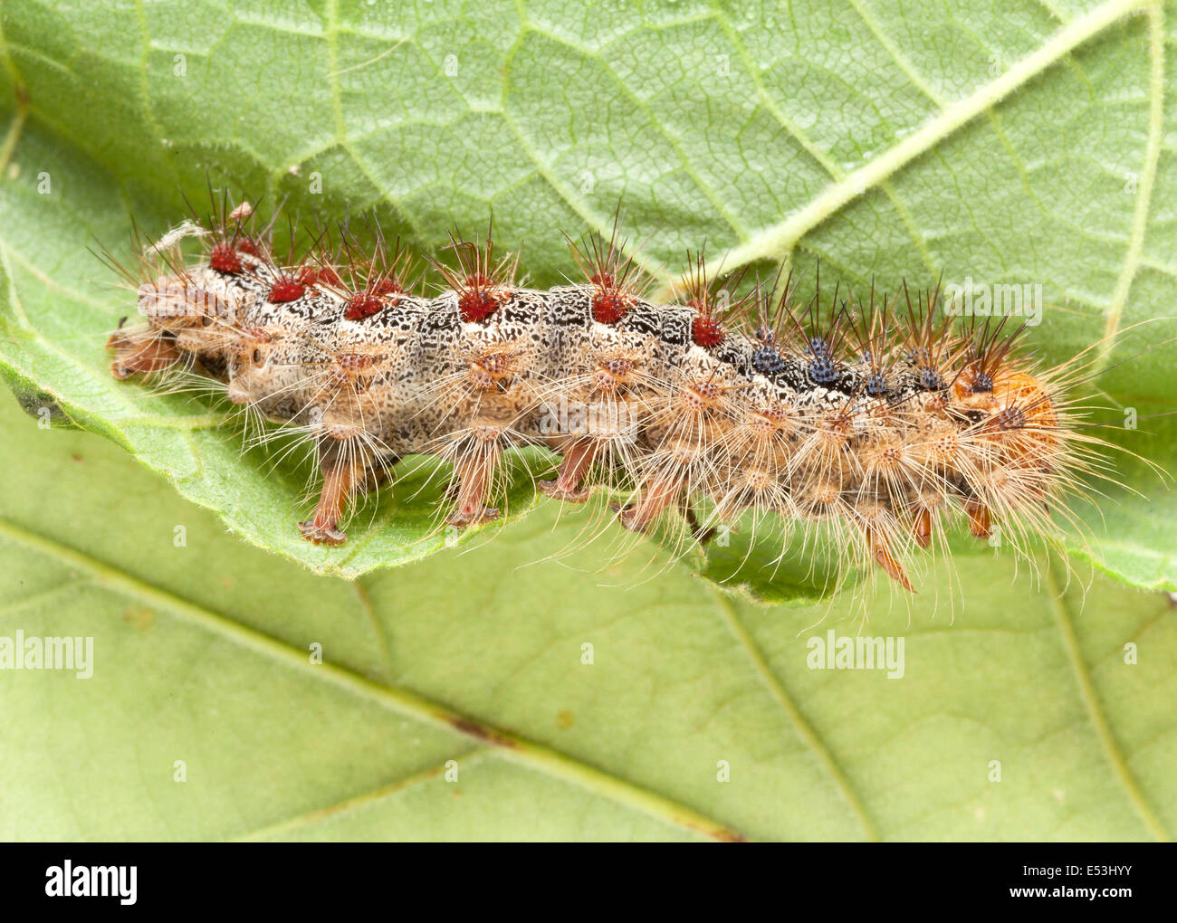 Lymantria dispar dispar , spongieuse, spongieuse européenne, et la spongieuse nord-américaine, Caterpillar Banque D'Images